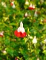 Salvia microphylla Hot Lips