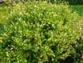 Salvia microphylla Hot Lips