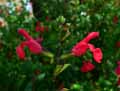 Salvia microphylla grahamii