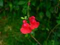 Salvia microphylla grahamii