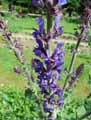Salvia nemorosa