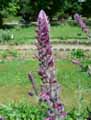 Salvia nemorosa