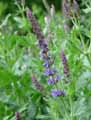 Salvia nemorosa