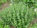 Salvia nemorosa