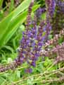Salvia nemorosa