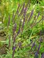 Salvia nemorosa