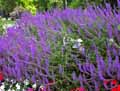 Salvia nemorosa
