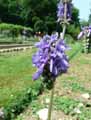 Salvia nutans