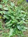 Salvia nutans