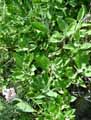 Salvia officinalis