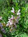 Salvia officinalis