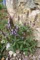 Salvia officinalis