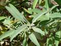 Salvia officinalis