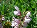 Salvia officinalis
