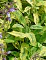 Salvia officinalis aurea