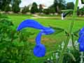 Salvia patens