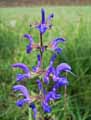Salvia pratensis