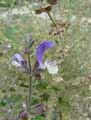 Salvia sclarea