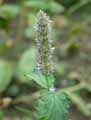 Salvia sp.