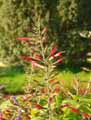 Salvia splendens