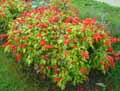 Salvia splendens Dancing Flame