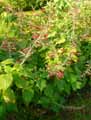 Salvia splendens