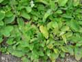 Salvia tomentosa