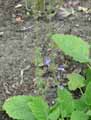 Salvia tomentosa