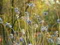 Salvia uliginosa