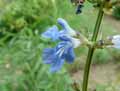Salvia uliginosa