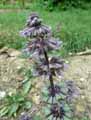 Salvia verticillata
