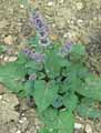 Salvia verticillata