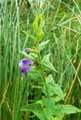 Scutellaria galericulata