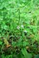 Scutellaria minor