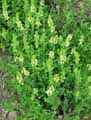 Sideritis hyssopifolia