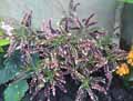 Solenostemon scutellariodes Kiwi Fern