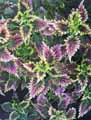 Solenostemon scutellariodes Olympic Torch