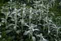 Stachys byzantina