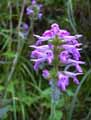 Stachys officinalis