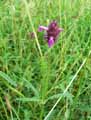 Stachys officinalis