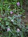 Stachys officinalis