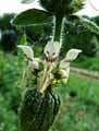Stachys recta