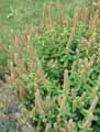 Teucrium arduini