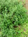 Teucrium chamaedrys