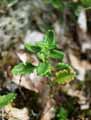 Teucrium chamaedrys