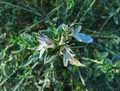 Teucrium fruticans