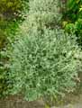 Teucrium fruticans