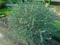 Teucrium fruticans