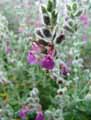 Teucrium marum