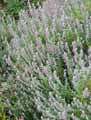 Teucrium marum